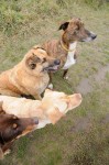 Murphy, Kara, Csoki and Cikk-cakk