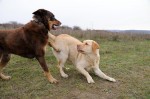 Murphy and Kara