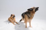 Kyra and Csoki