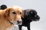 Mia and Kfir