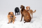 The pack