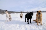 The pack