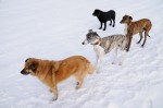 The pack
