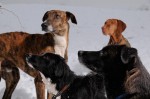 The pack