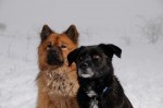 Buddy and Freya