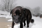 Buddy