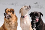 Csoki, Judae and Buddy