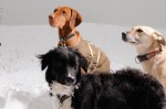 Frida, Judae and Flex