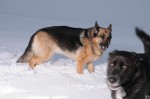 Kyra and Buddy