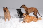 The pack