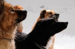 The pack