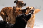 The pack