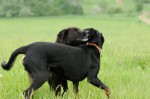 Cornus and Buddy