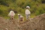 Jazmin, bruno and Balder