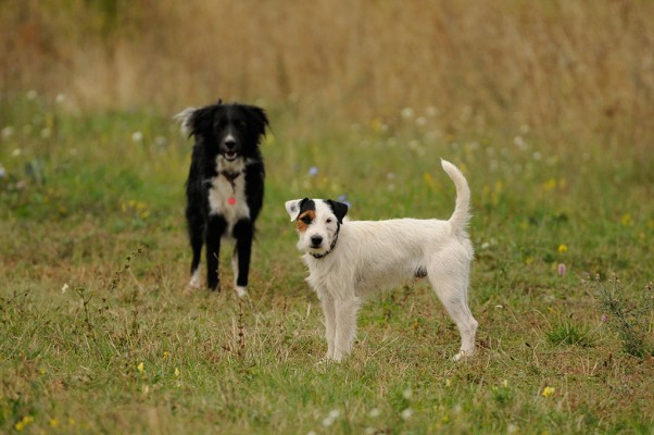 Snoopy and Frida