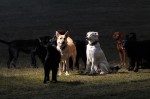 The pack