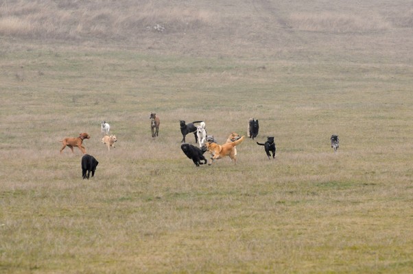 The pack