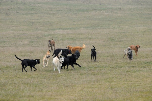 The pack