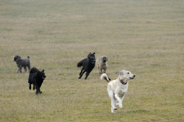 The pack