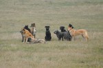 The pack