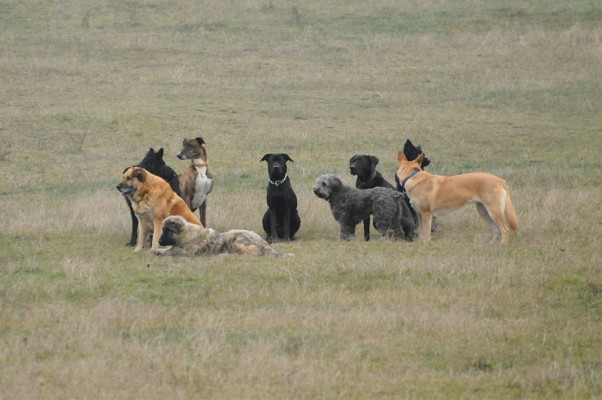 The pack