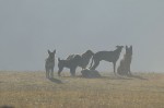 The pack