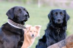 Levin, Izzie and Lexi