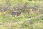 The rabbit