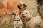 Tyson, Zoey and Sparky