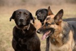 Levin, Salsa and Shanti