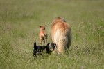 Bori, Ziggy and Bosco