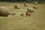 Izzy, Rosie, Tsubakki and Sparky