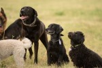 Levin, Tamu and Pippy