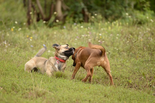 Mayra and Sparky