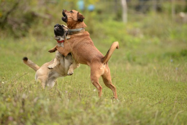 Mayra and Sparky