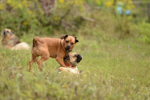 Mayra and Sparky