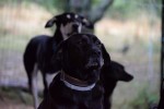 Levin, Gina and Doby